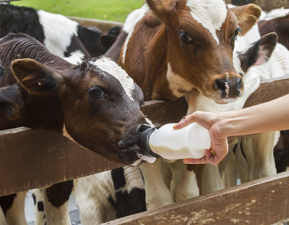 Calf feeding from milk bottle.